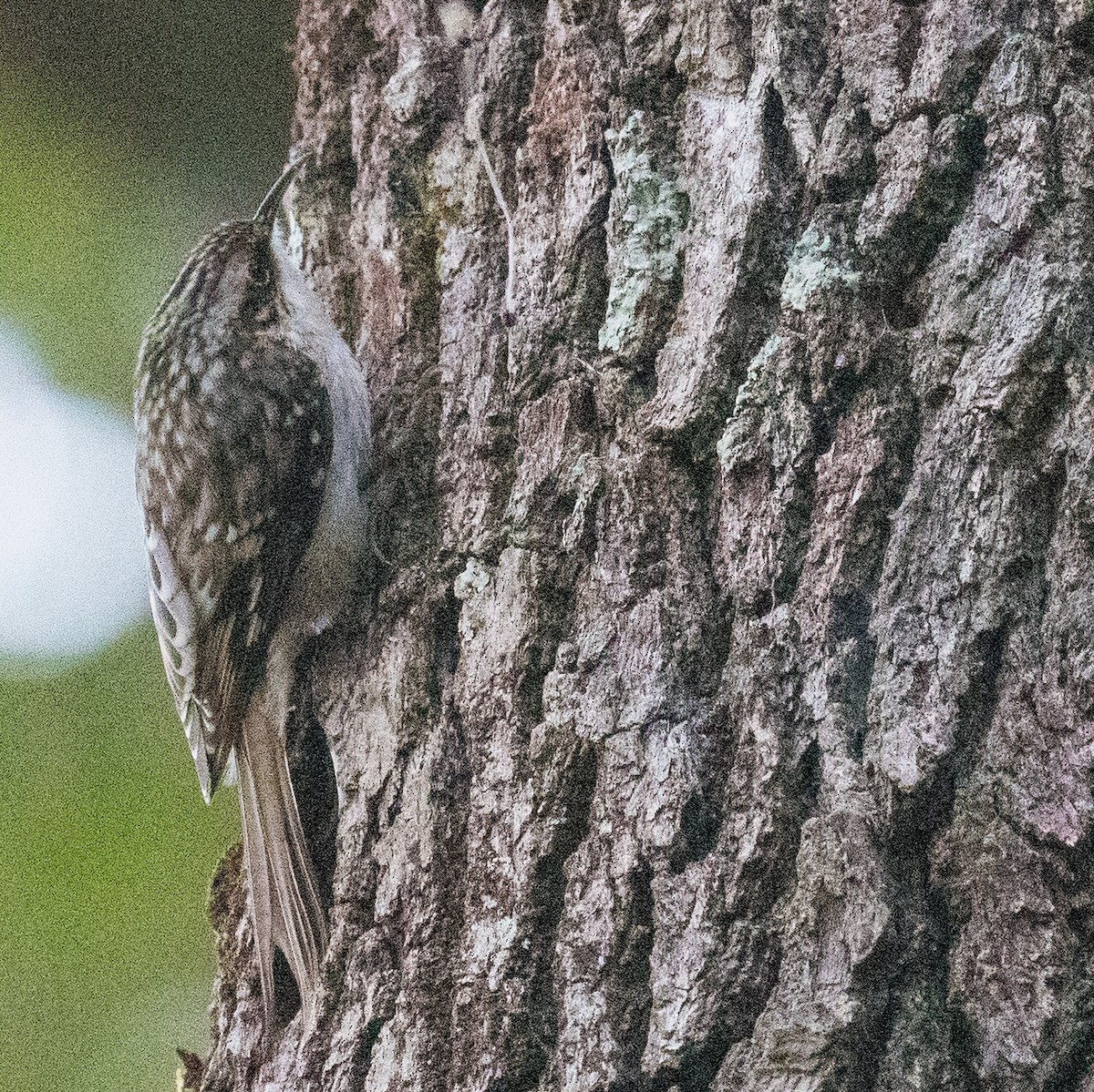 Brown Creeper - ML625393737