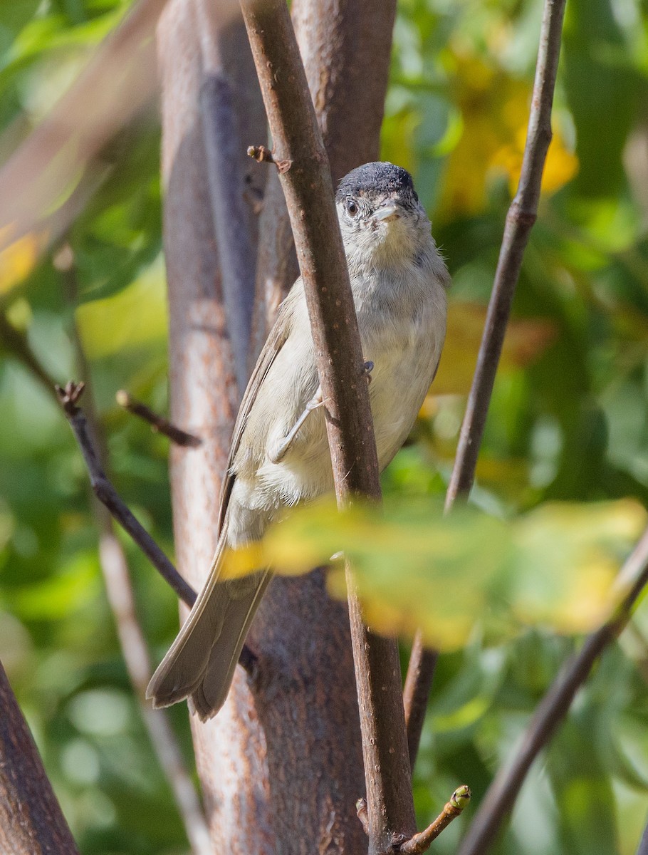 Eurasian Blackcap - ML625393754