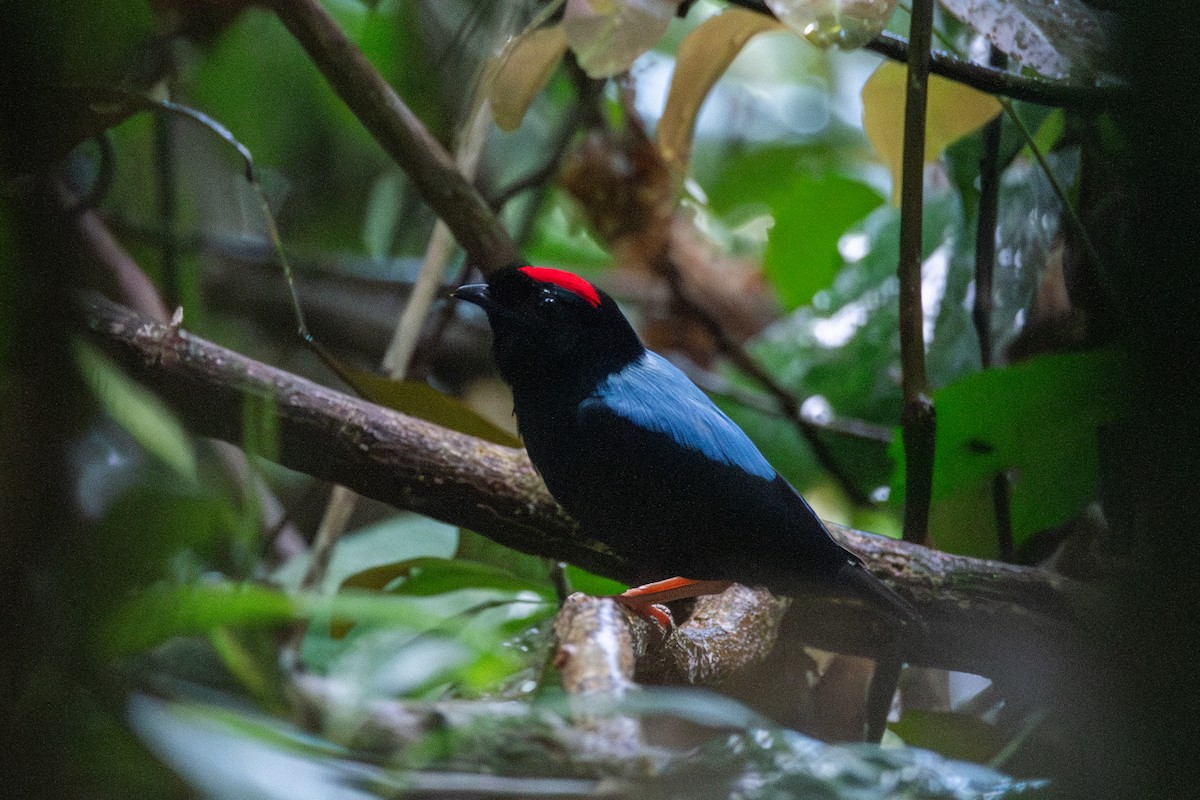 Blue-backed Manakin - ML625393767