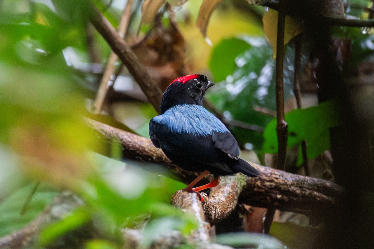 Blue-backed Manakin - ML625393793