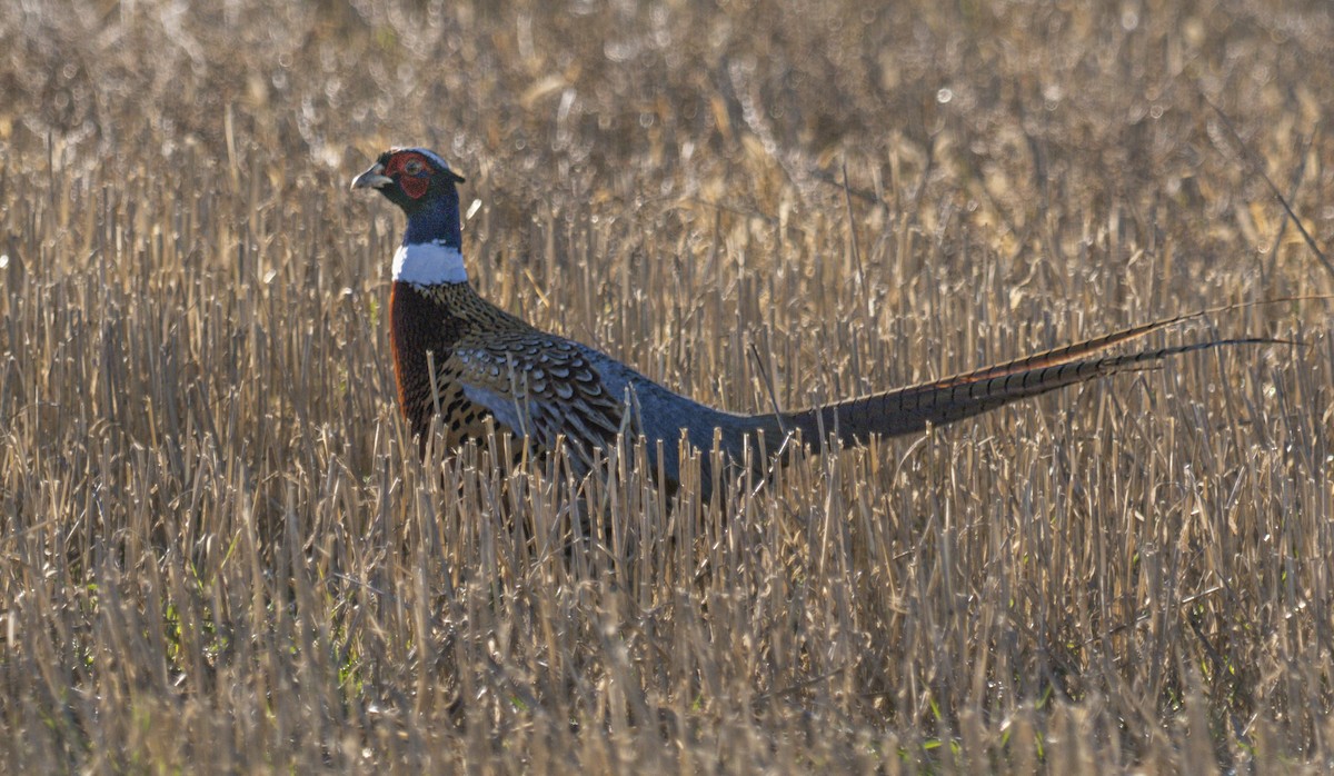Jagdfasan - ML625393810
