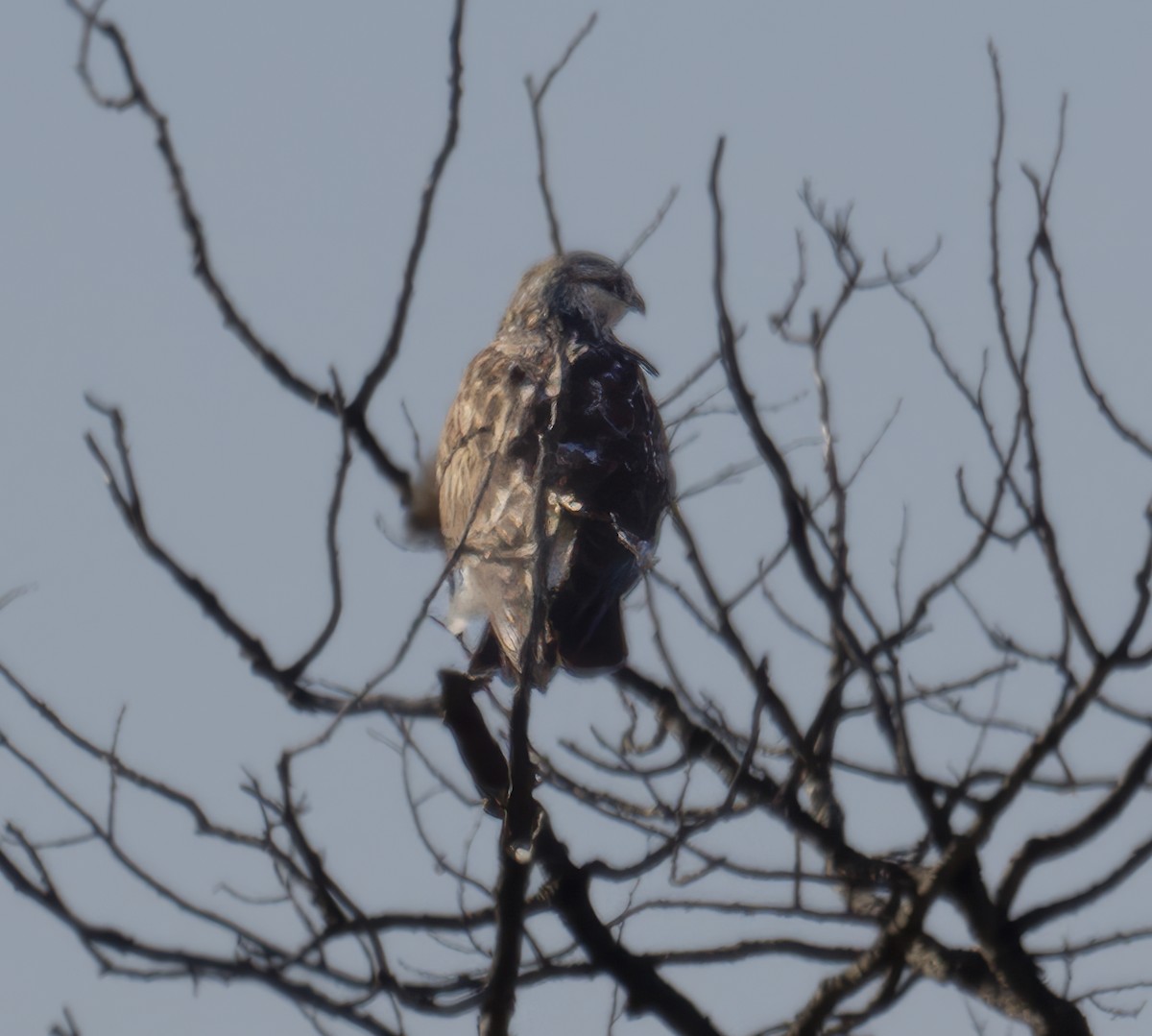 Raufußbussard - ML625393814