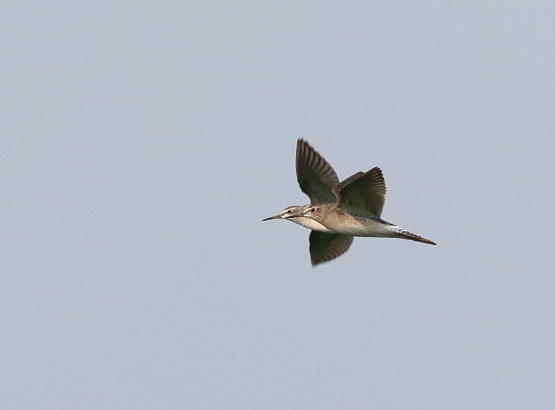 Wood Sandpiper - ML625393867