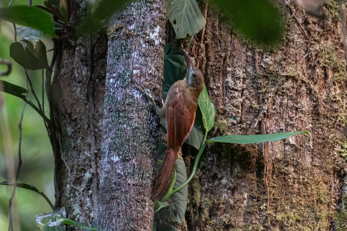 Red-billed Woodcreeper - ML625393924