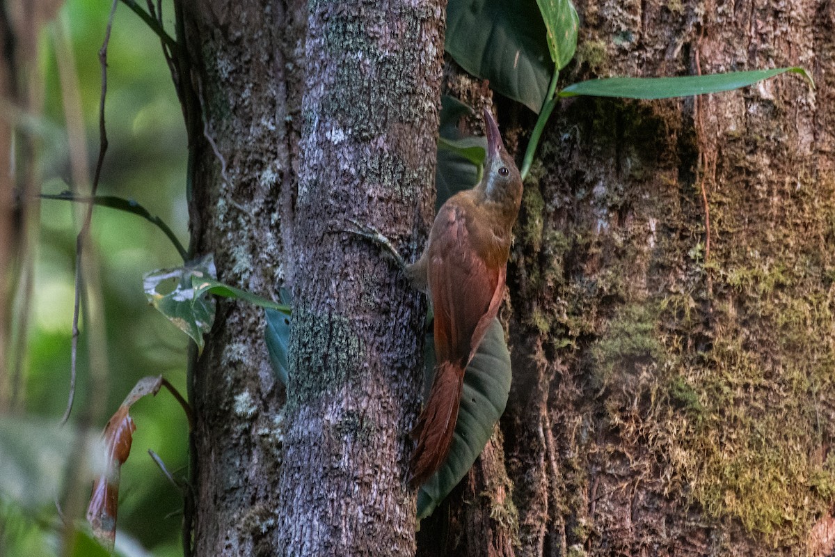 Red-billed Woodcreeper - ML625393925