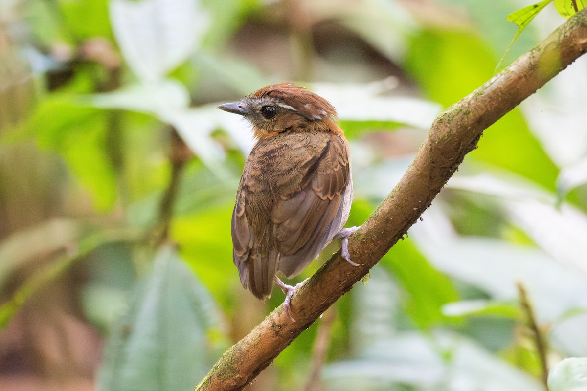 Chestnut-belted Gnateater - ML625393964