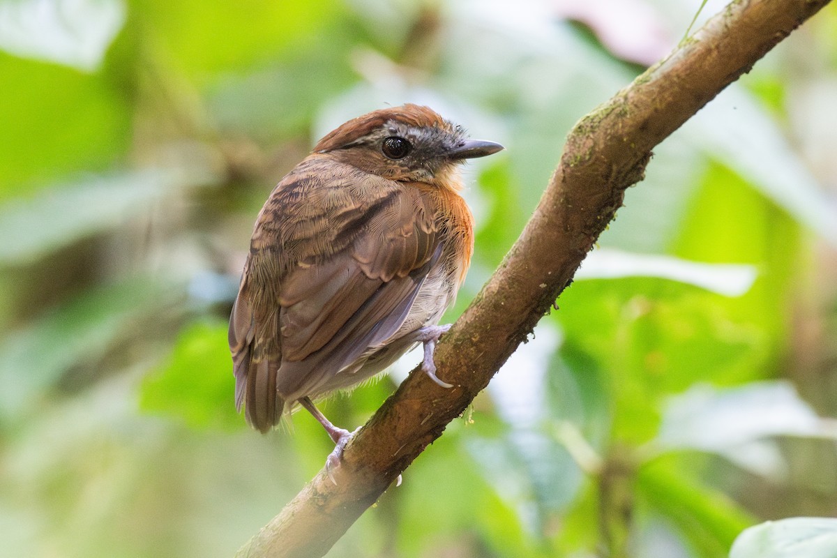 Chestnut-belted Gnateater - ML625393965