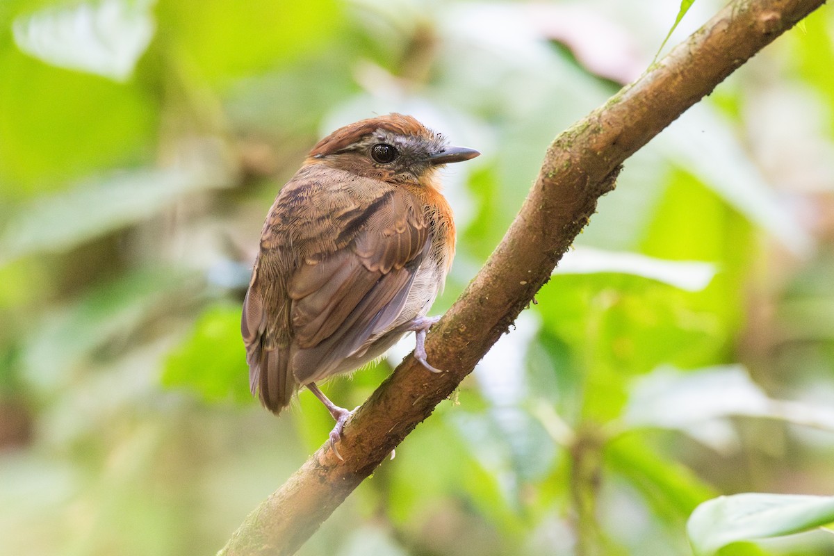 Chestnut-belted Gnateater - ML625393967