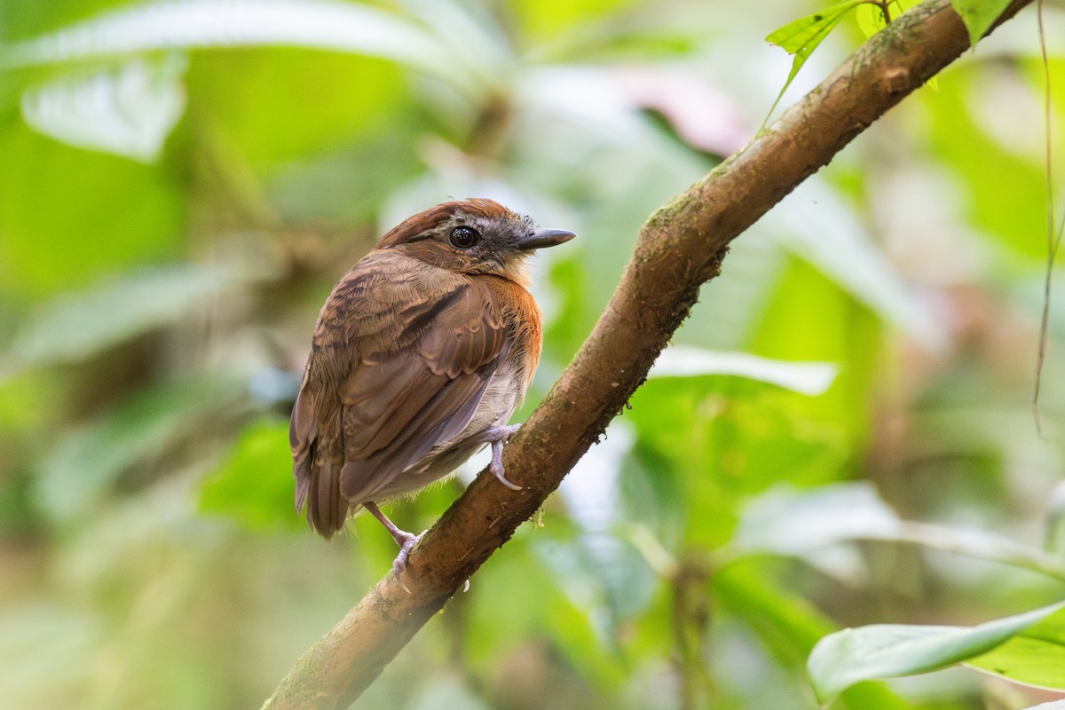 Chestnut-belted Gnateater - ML625393968