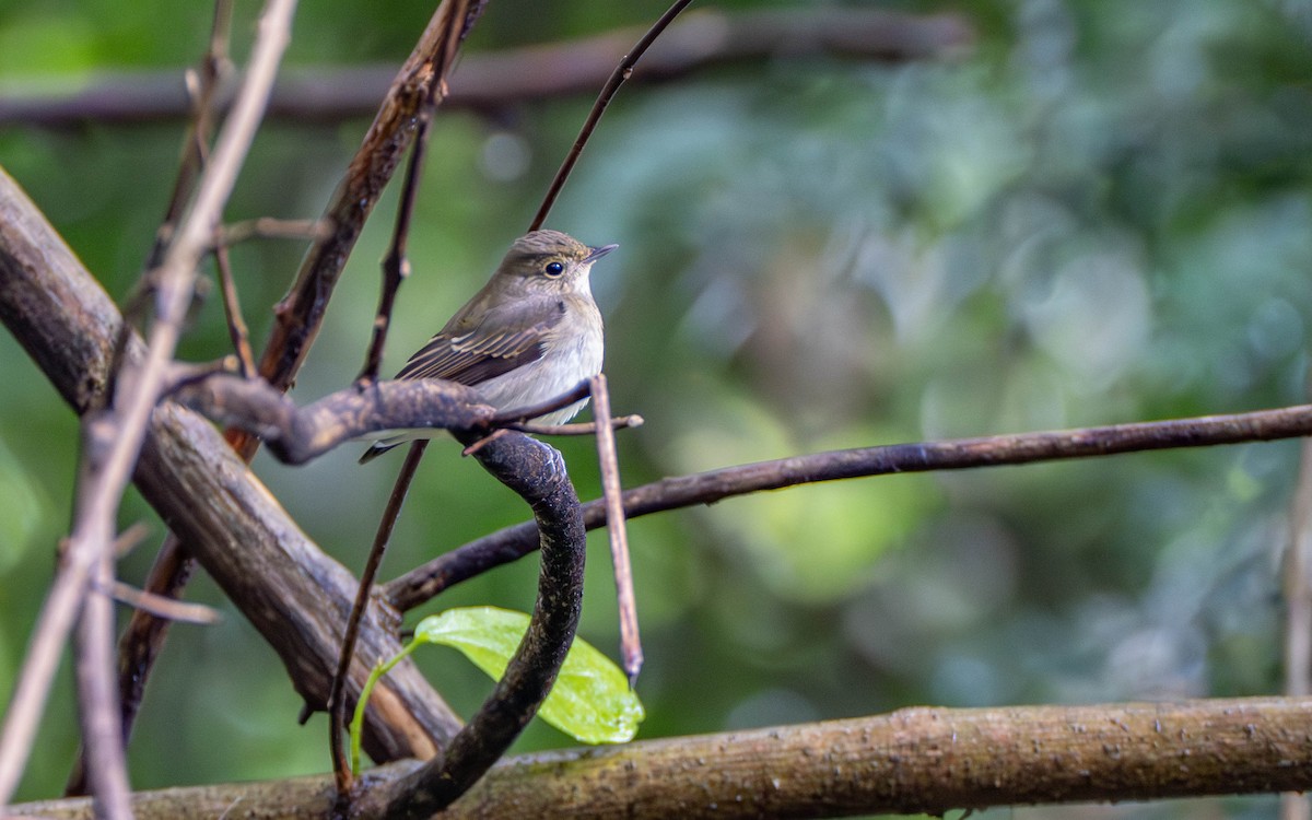 Narcissus Flycatcher - ML625393981