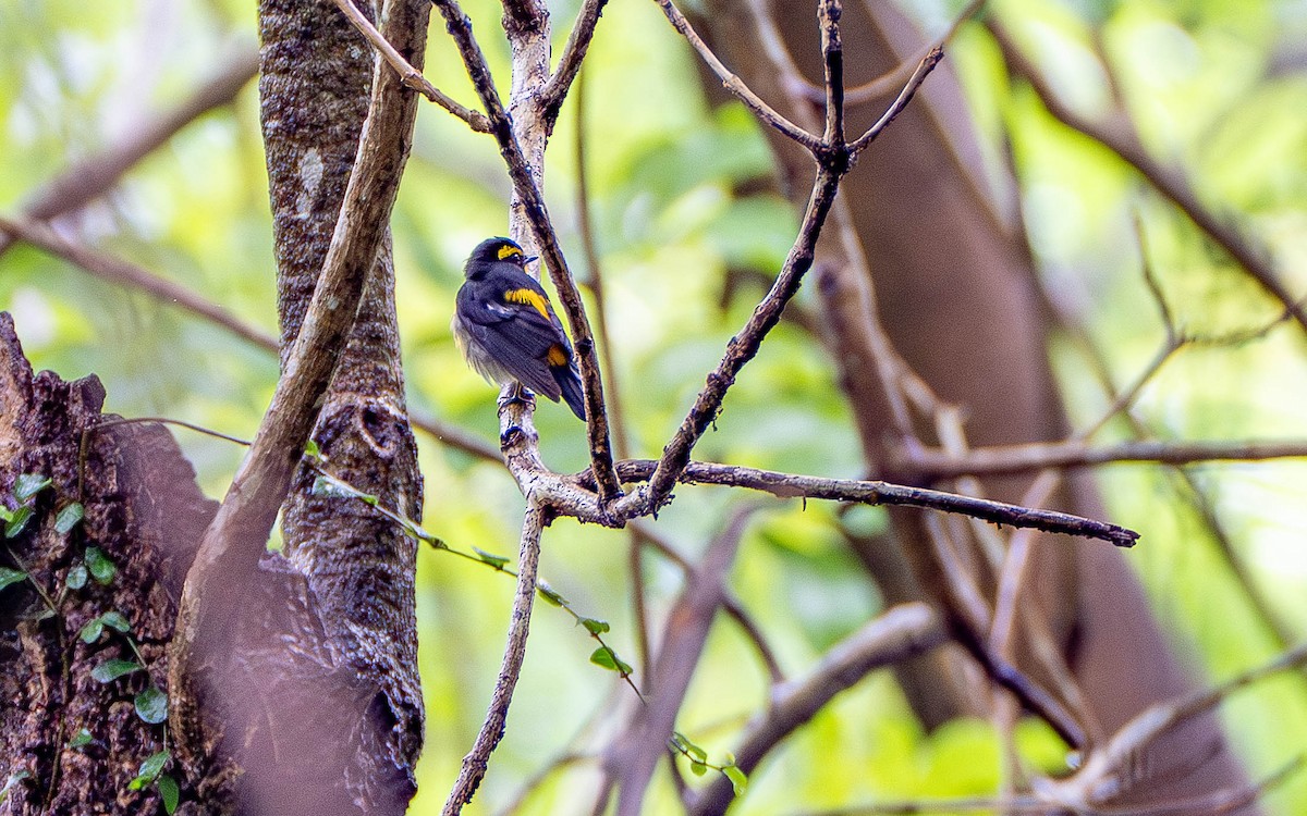 Narcissus Flycatcher - ML625393983