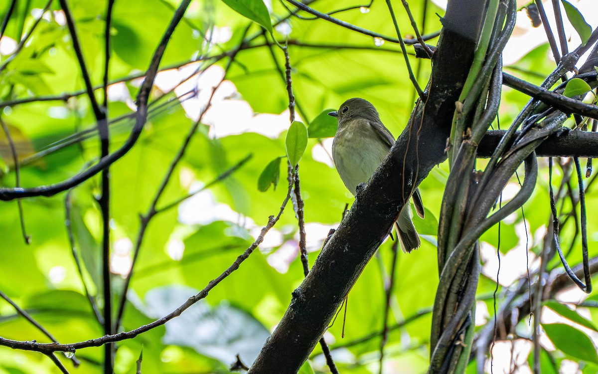 Narcissus Flycatcher - ML625393989