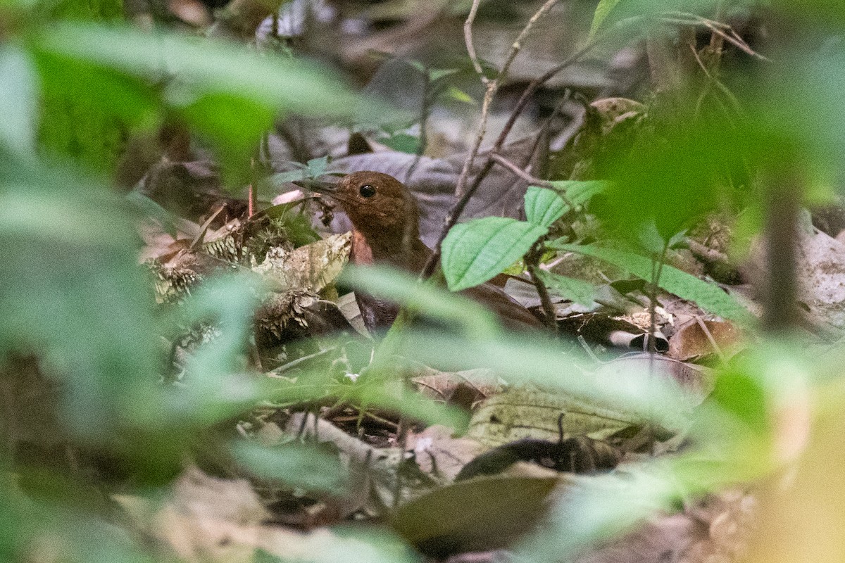 Black-tailed Leaftosser - ML625394008