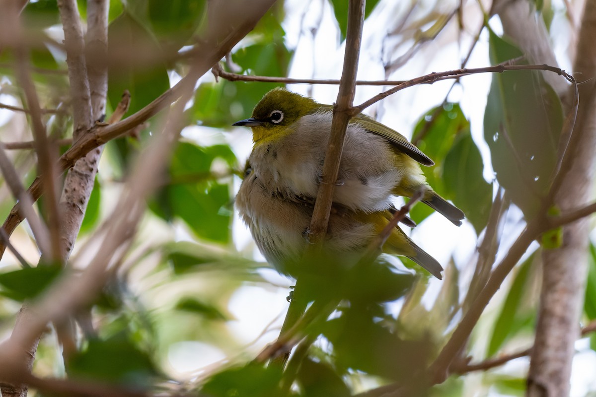 Japanbrillenvogel - ML625394040