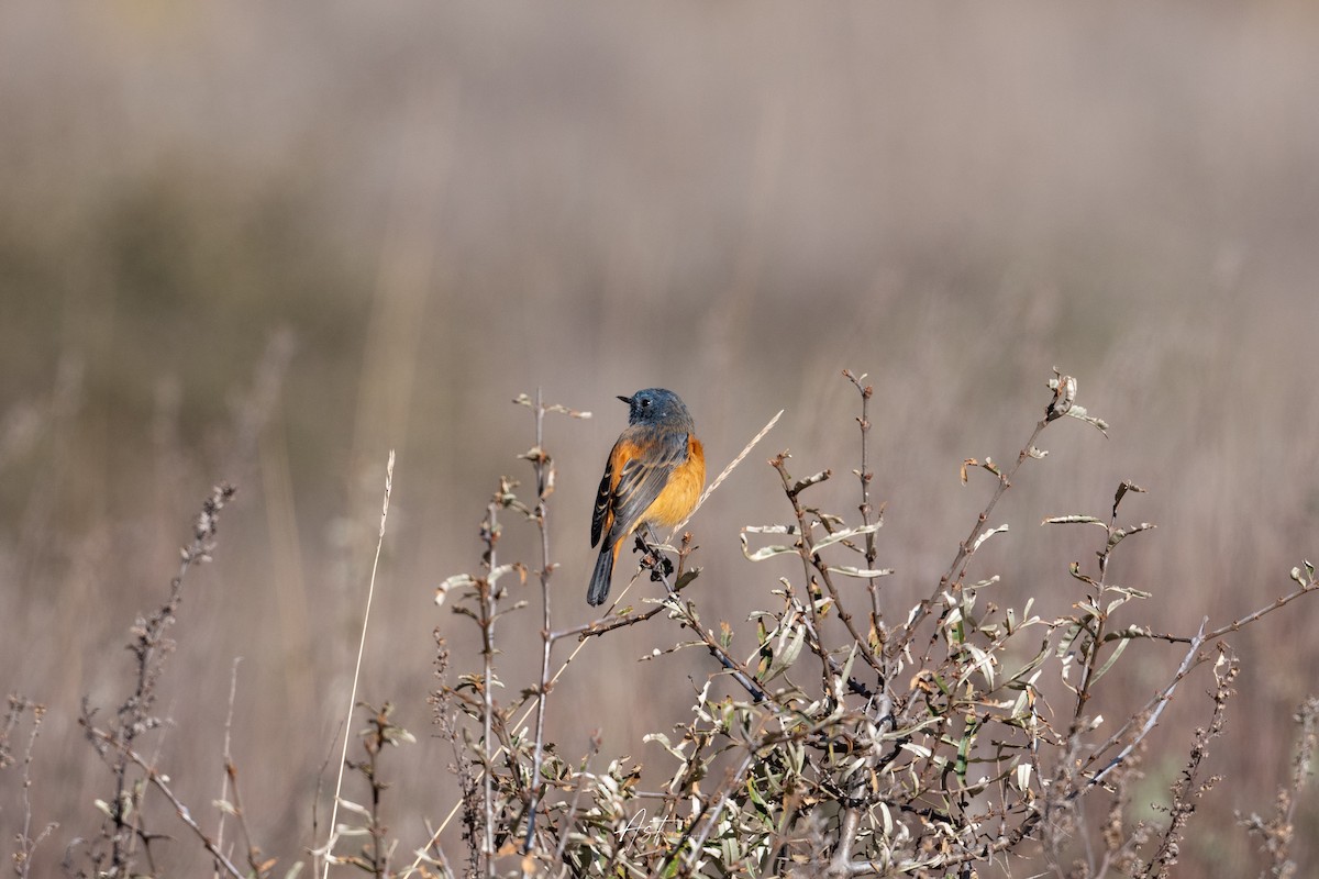 Blue-fronted Redstart - ML625394058