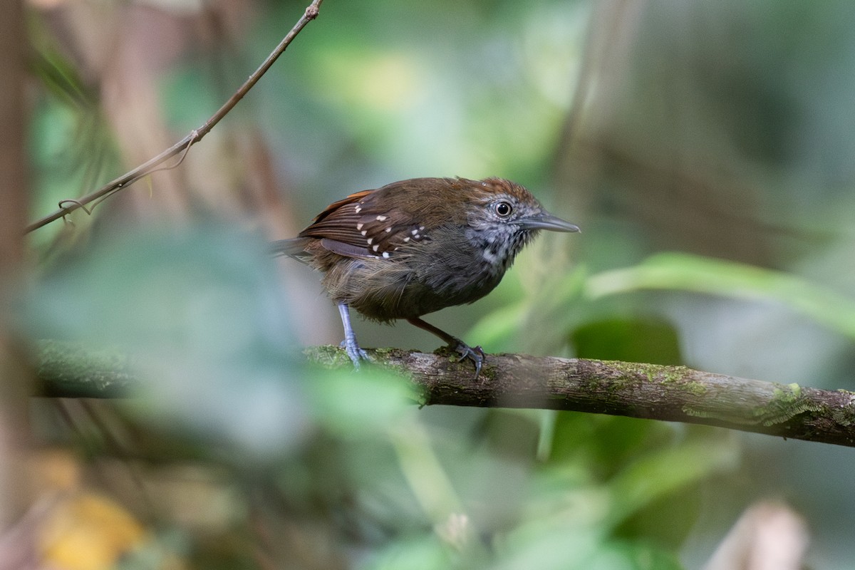 Brown-bellied Stipplethroat - ML625394077