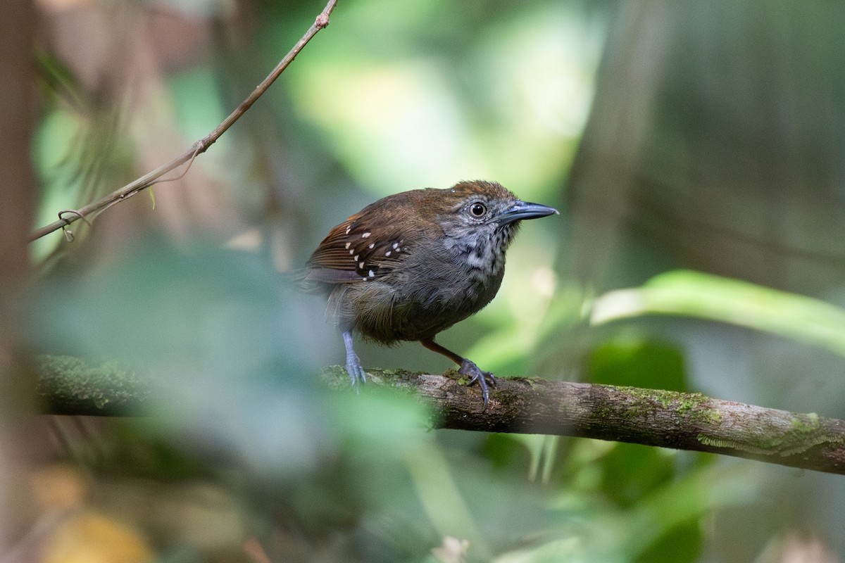 Brown-bellied Stipplethroat - ML625394078