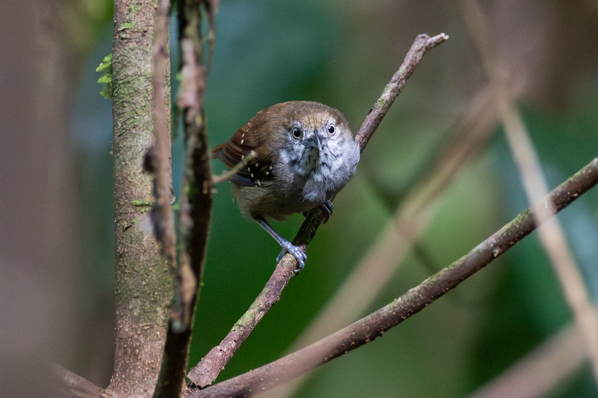 Brown-bellied Stipplethroat - ML625394079