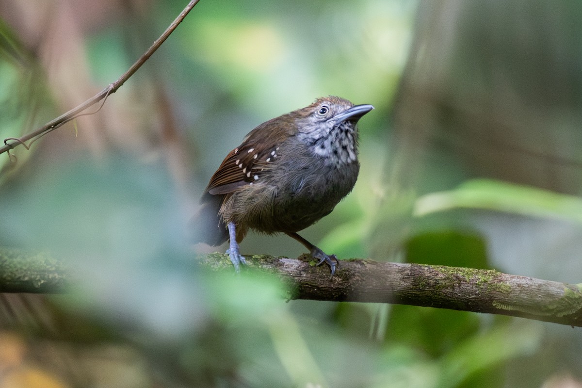 Brown-bellied Stipplethroat - ML625394080