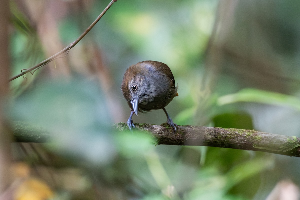 Brown-bellied Stipplethroat - ML625394081