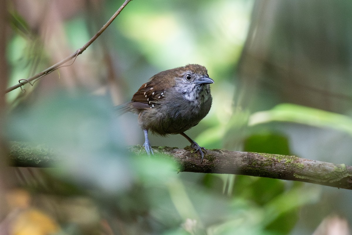 Brown-bellied Stipplethroat - ML625394082