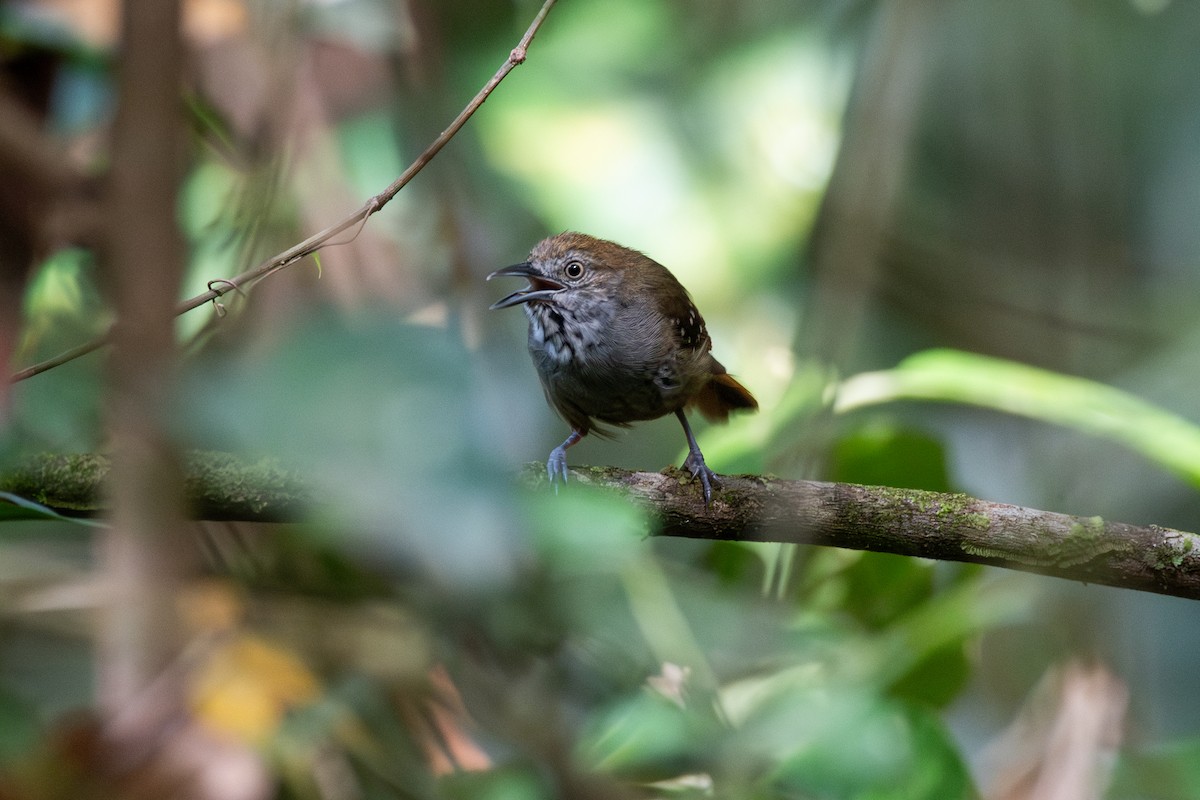 Brown-bellied Stipplethroat - ML625394083