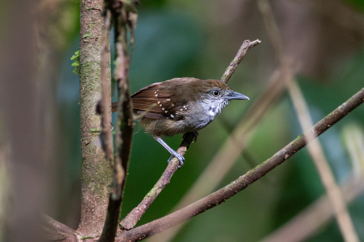 Brown-bellied Stipplethroat - ML625394084