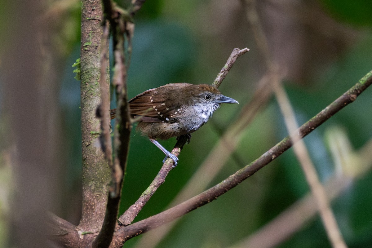 Brown-bellied Stipplethroat - ML625394085