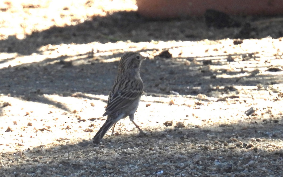 Brewer's Sparrow - ML625394135