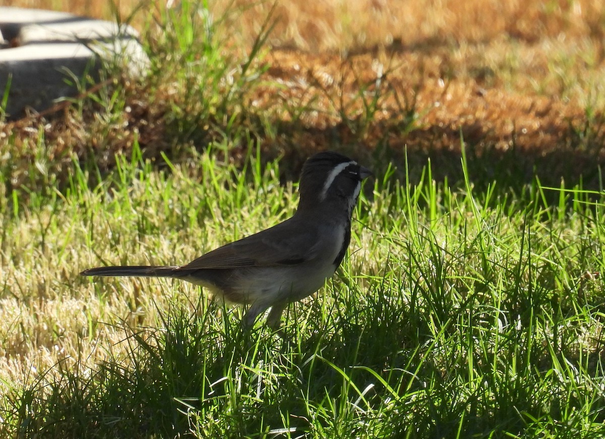 Black-throated Sparrow - ML625394145