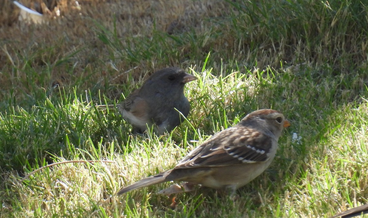 Dark-eyed Junco - ML625394152