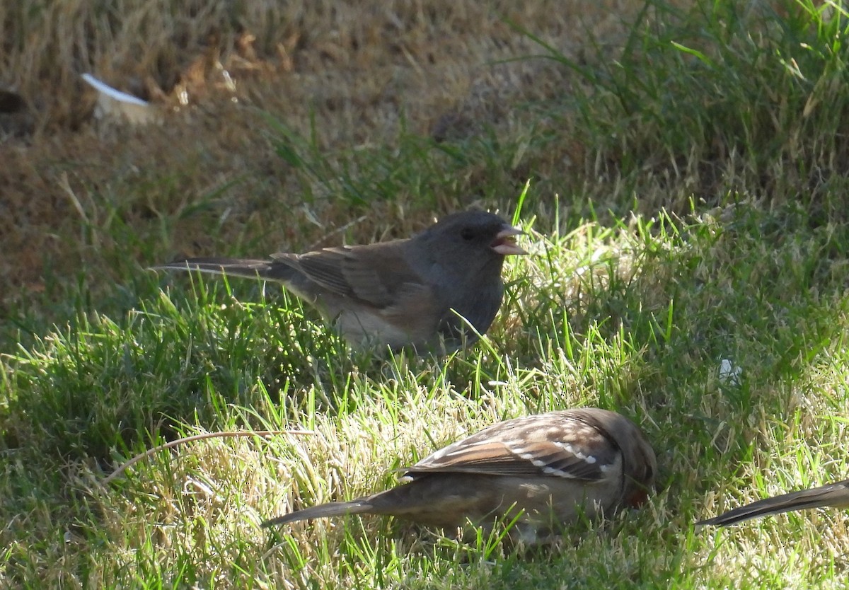 Dark-eyed Junco - ML625394154