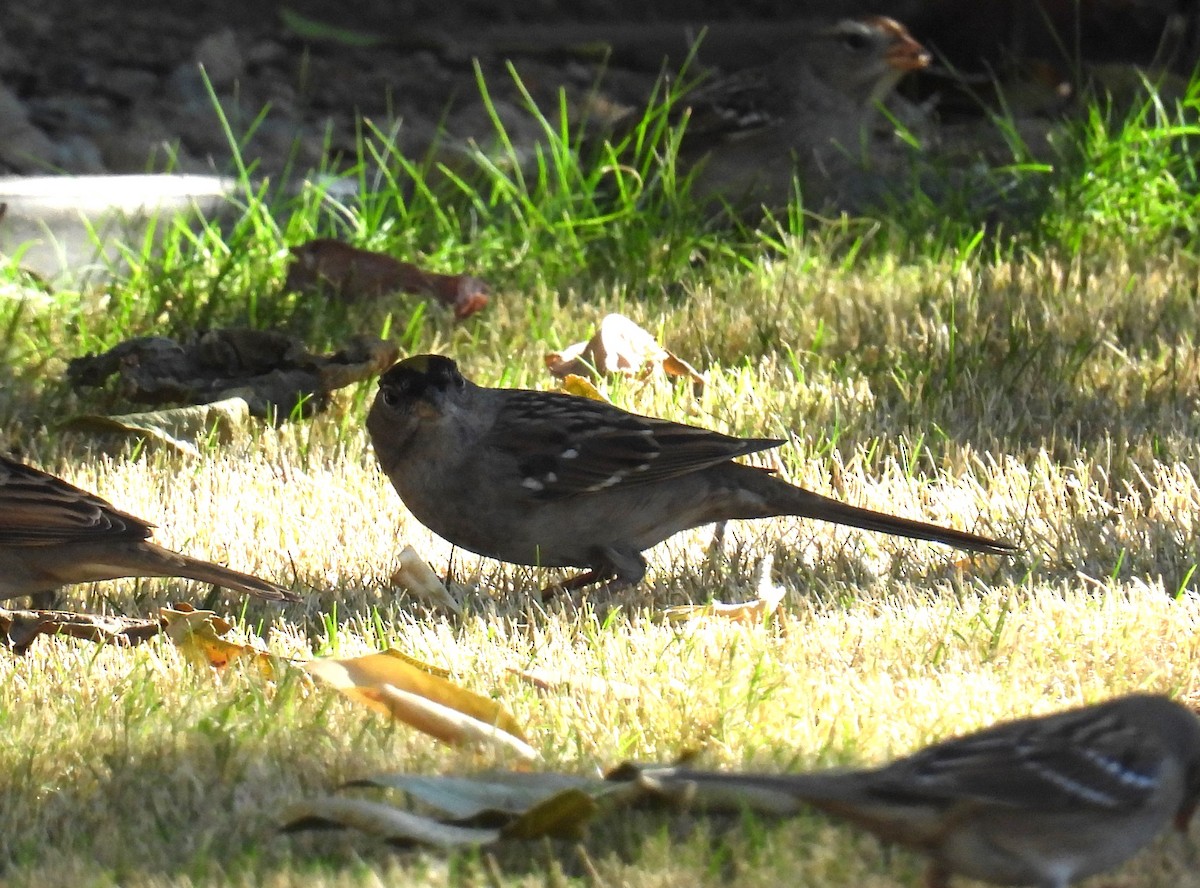 Golden-crowned Sparrow - ML625394178