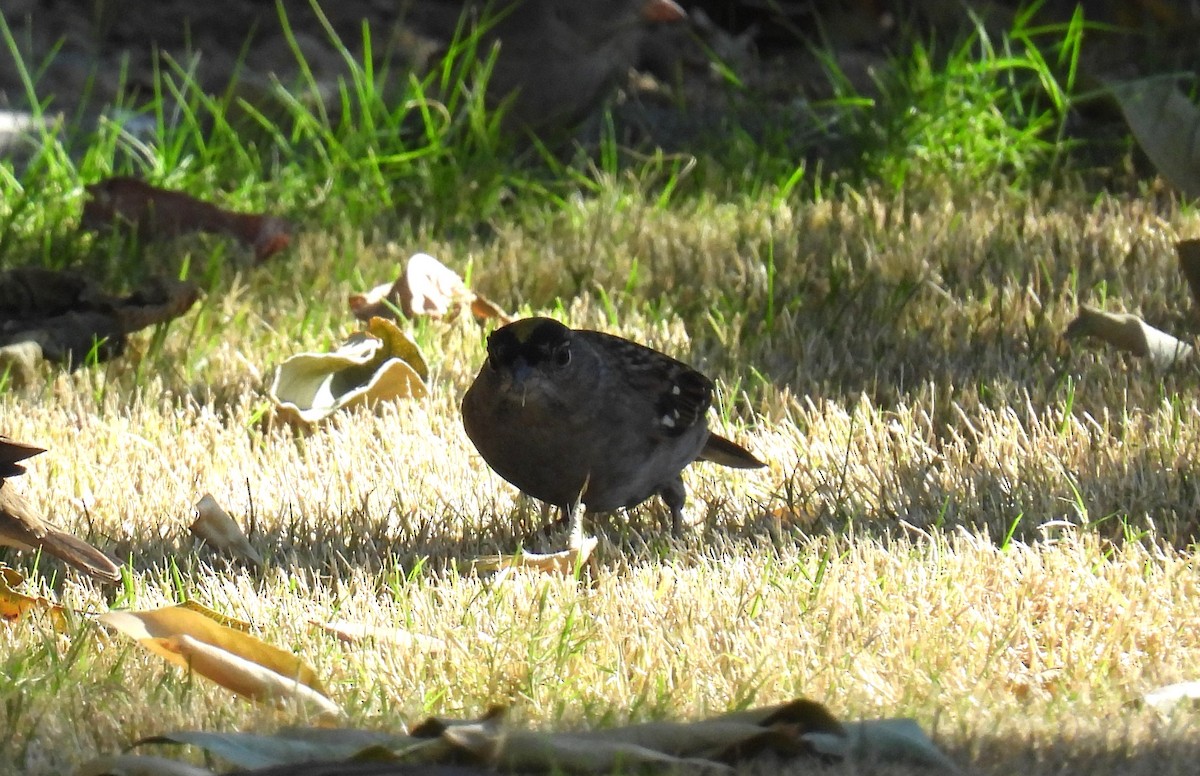 Golden-crowned Sparrow - ML625394184