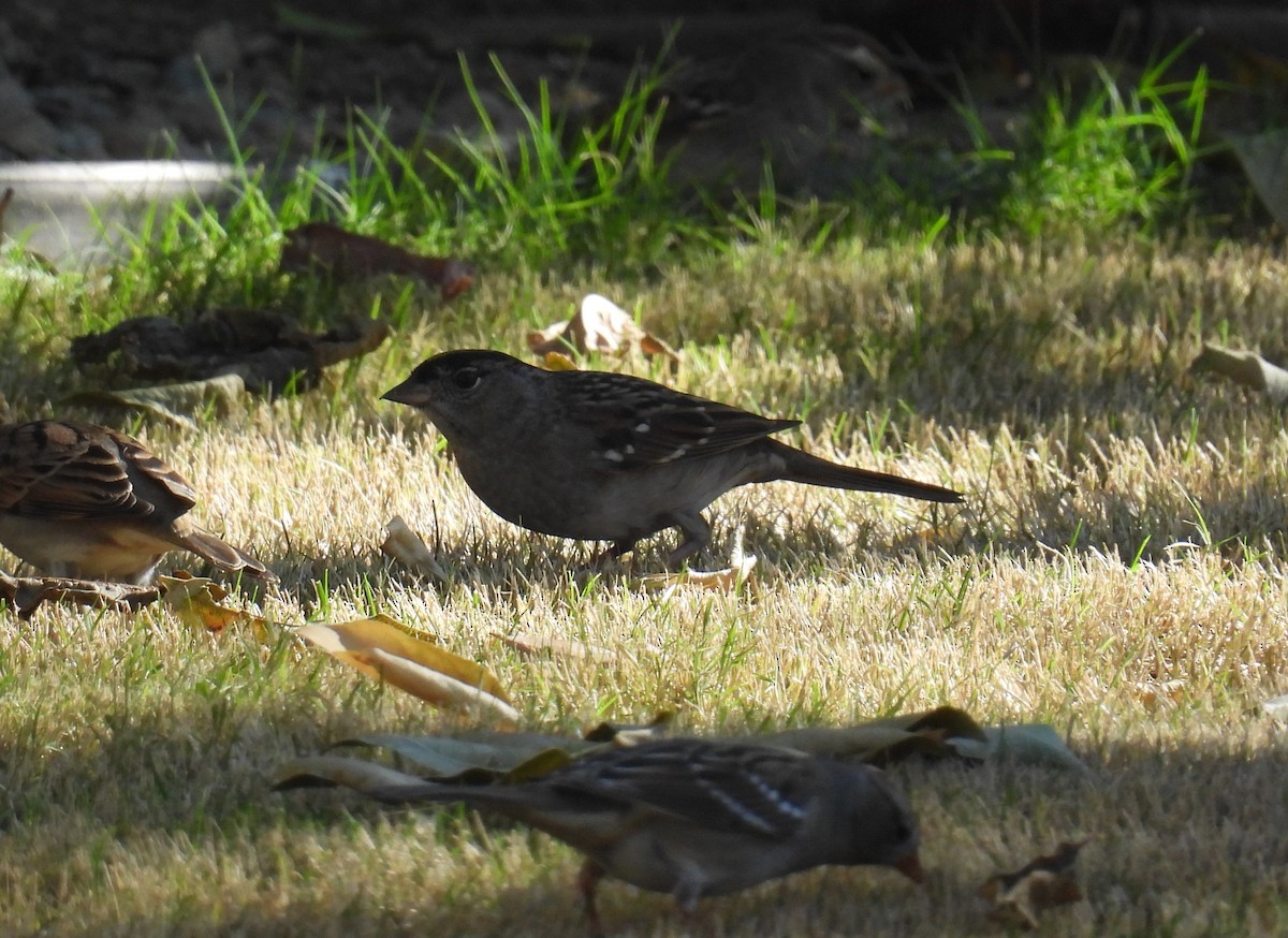 Golden-crowned Sparrow - ML625394192