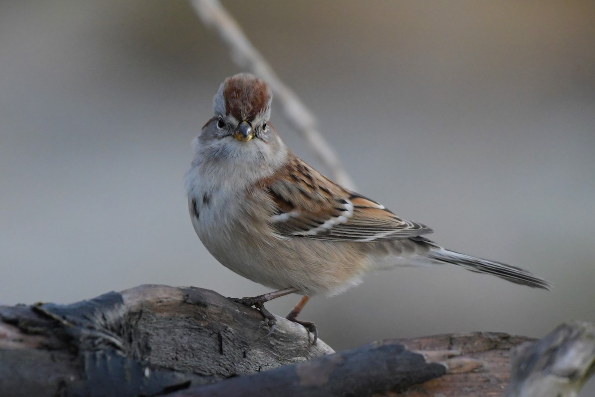 American Tree Sparrow - ML625394197