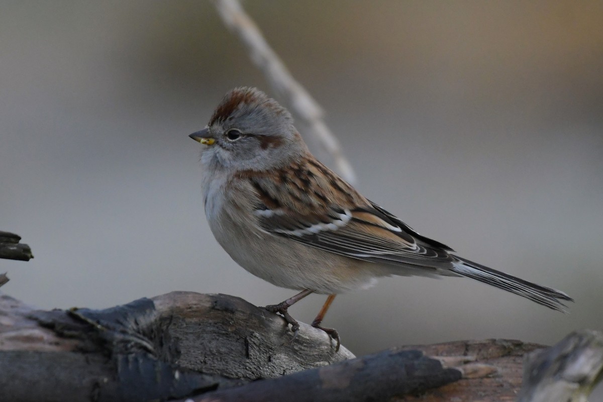 American Tree Sparrow - ML625394198