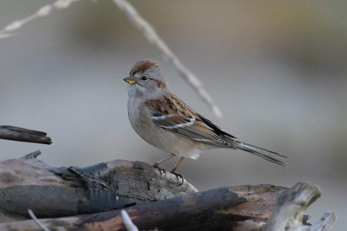 American Tree Sparrow - ML625394199