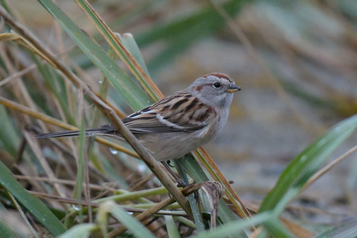 American Tree Sparrow - Kelly Kirkpatrick