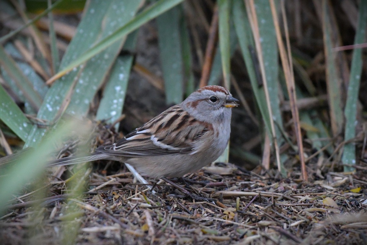 American Tree Sparrow - ML625394201