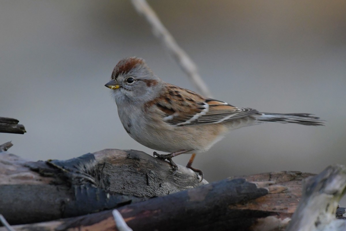 American Tree Sparrow - ML625394204