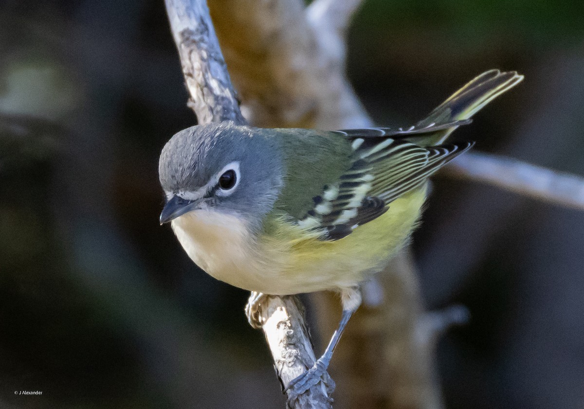 Blue-headed Vireo - ML625394215