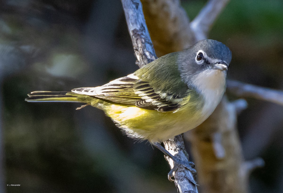 Blue-headed Vireo - ML625394216