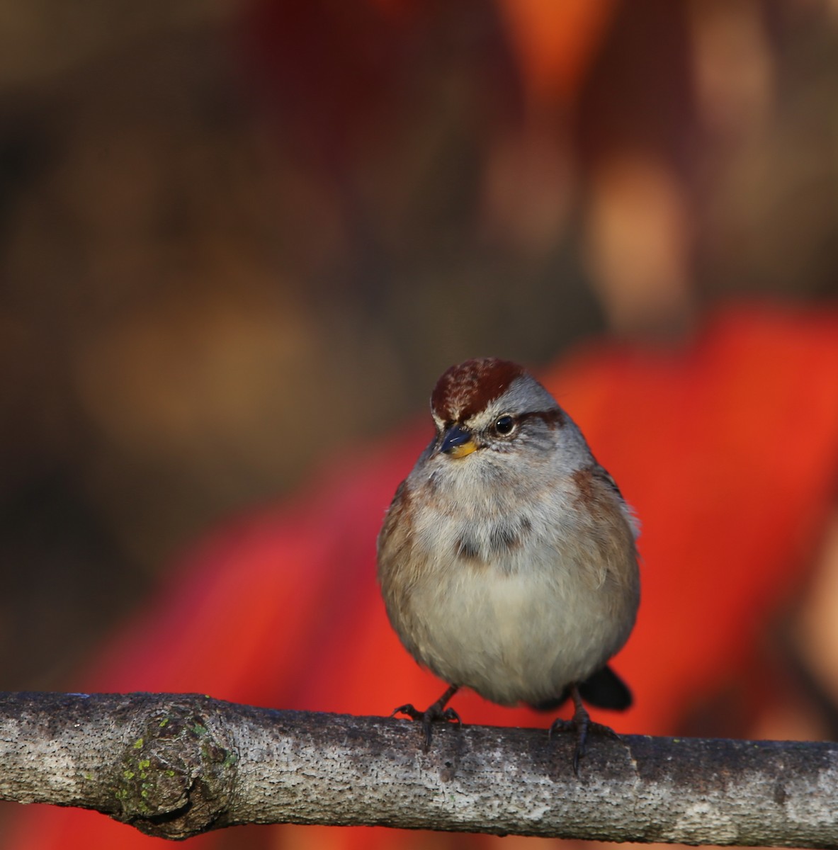 American Tree Sparrow - ML625394223