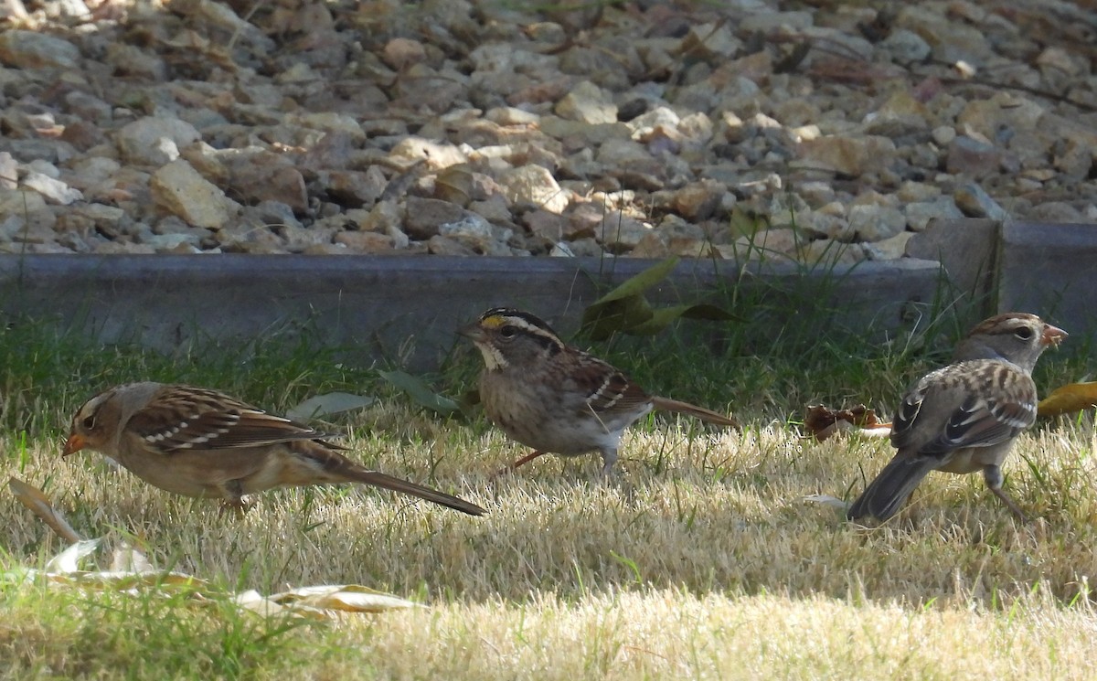 White-throated Sparrow - ML625394227