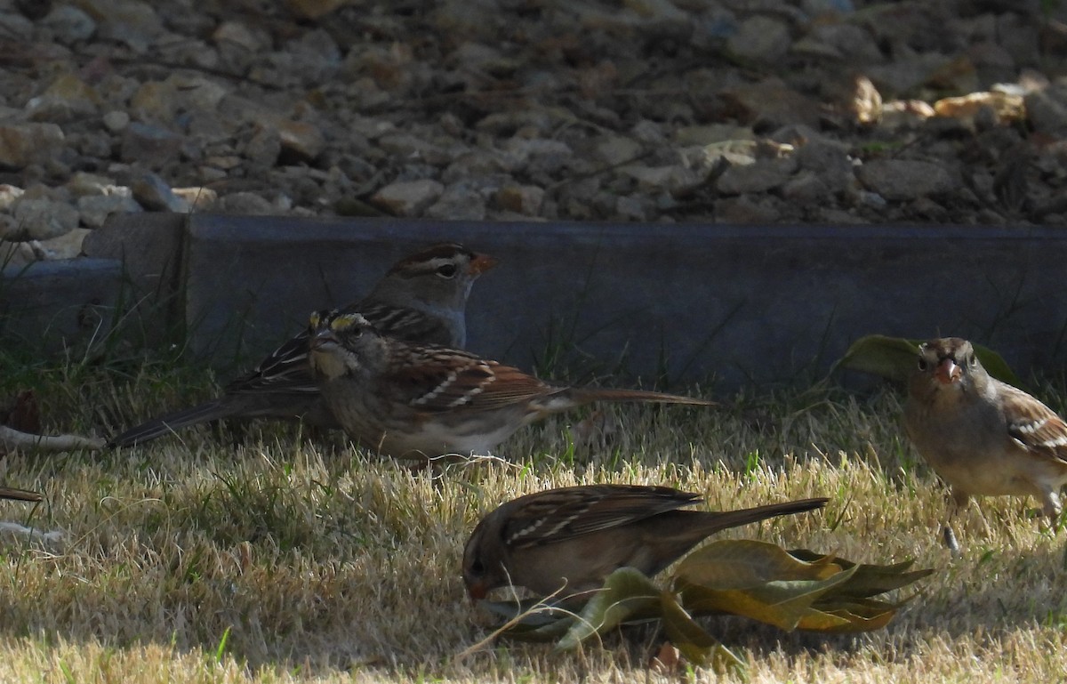 White-throated Sparrow - ML625394231