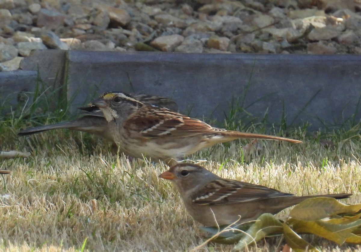 White-throated Sparrow - ML625394232