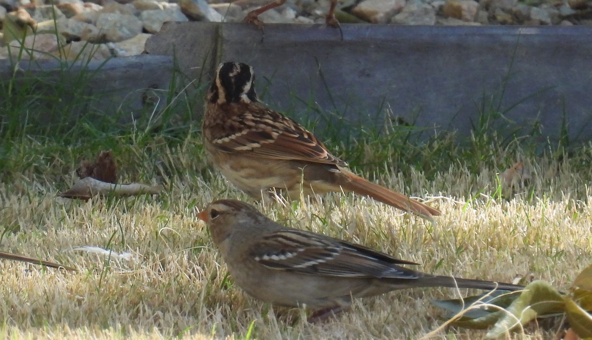 White-throated Sparrow - ML625394234