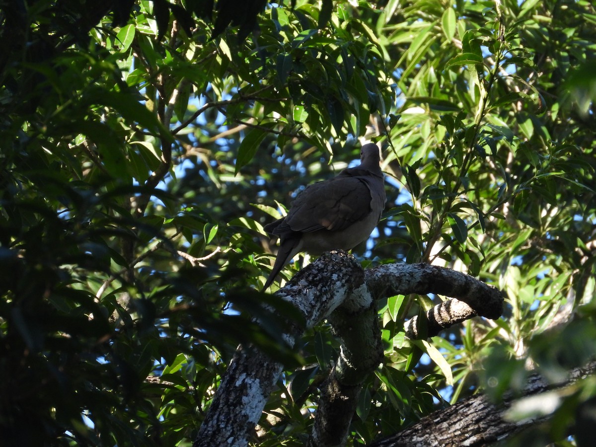 White-bellied Wren - ML625394269