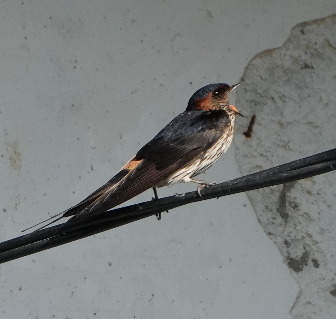 Golondrina Dáurica Oriental (grupo striolata) - ML625394406